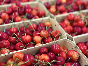 Büttners Rote Knorpelkirsche