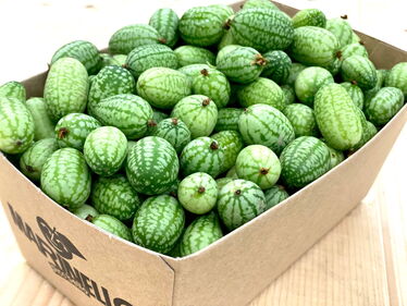 Melothrias aus unserem FARM-Netzwerk