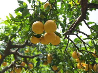 Die saftige Alternative zu Yuzu. Misho (Kawachi Bankan) aus Japan.