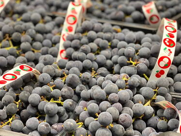 Geschmackssache. Americano Trauben.