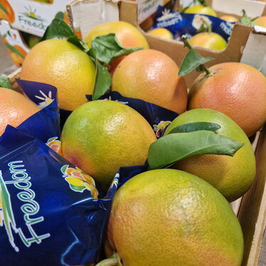 Freedom Grapefruit mit Blatt