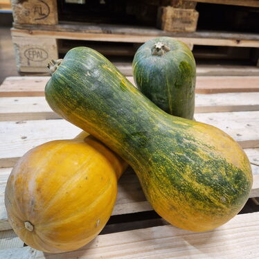 Sonca Schinkenkürbis