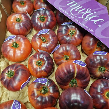 Murice Anthocyane Tomaten