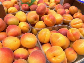 Aprikosen aus dem Süden Europa