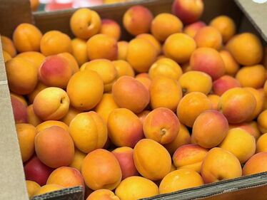 Aprikosen aus dem Wallis