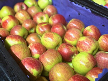 Gravensteiner vom Hönggerberg