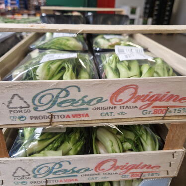 Puntarelle in der Schale