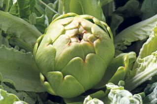 Artischocken Jumbo Calico