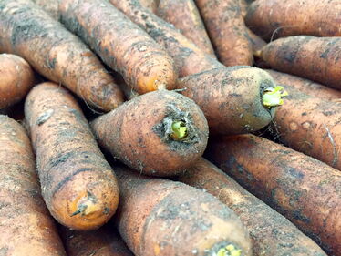 Carottes de Sable