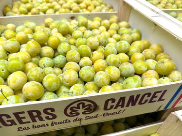 Mirabellen aus Frankreich