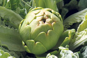 Artischocken Jumbo Calico