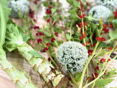 Raritäten aus unserem FARM-Netzwerk