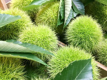 Kastanien mit Stachel