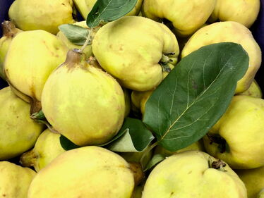 Jetzt werden sie reif. Quitten.