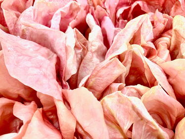 Rosa del Sile aus dem Veneto