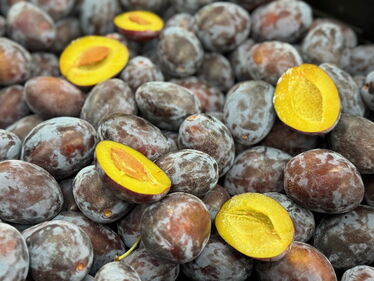 Cacaks Fruchtbare vom Zimberihof