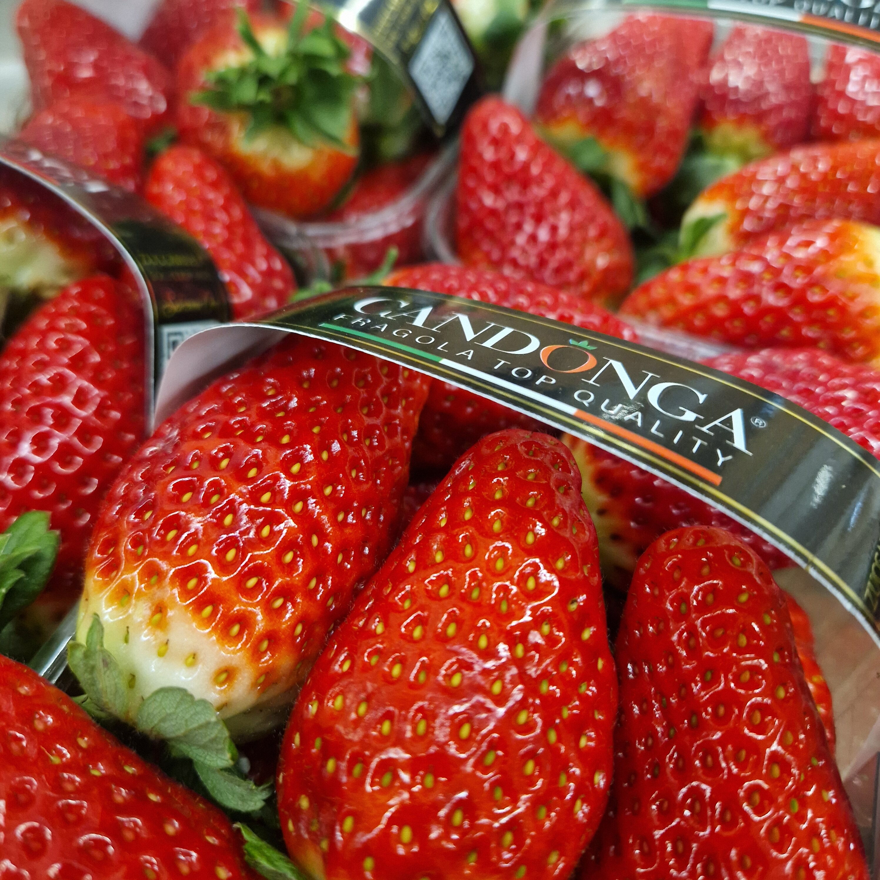 Italienische Sabrosa Candogna Erdbeeren aus der Basilikata