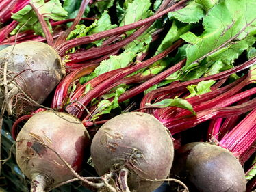 Junge Randen vom Mutschellen