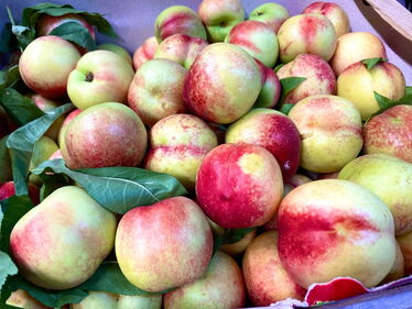 Merendelle aus Bella Italia