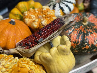 Dekorativer Ziermais