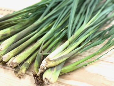 Zitronengras aus der Schweiz