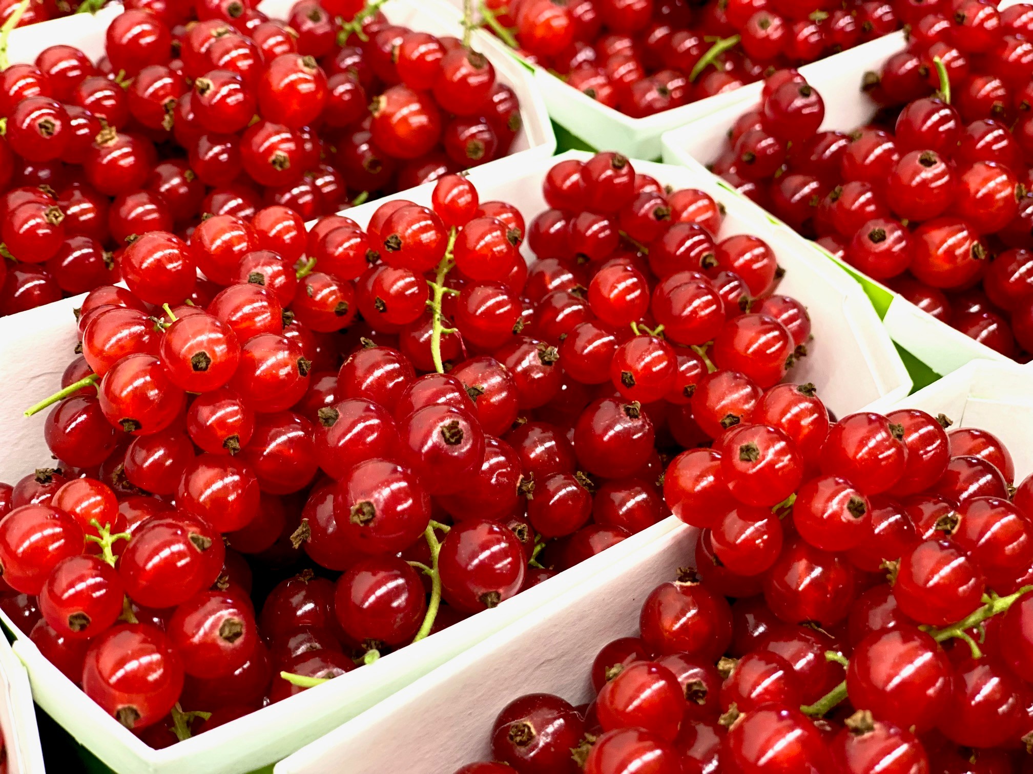 Johannisbeeren von der Stiftung Weid