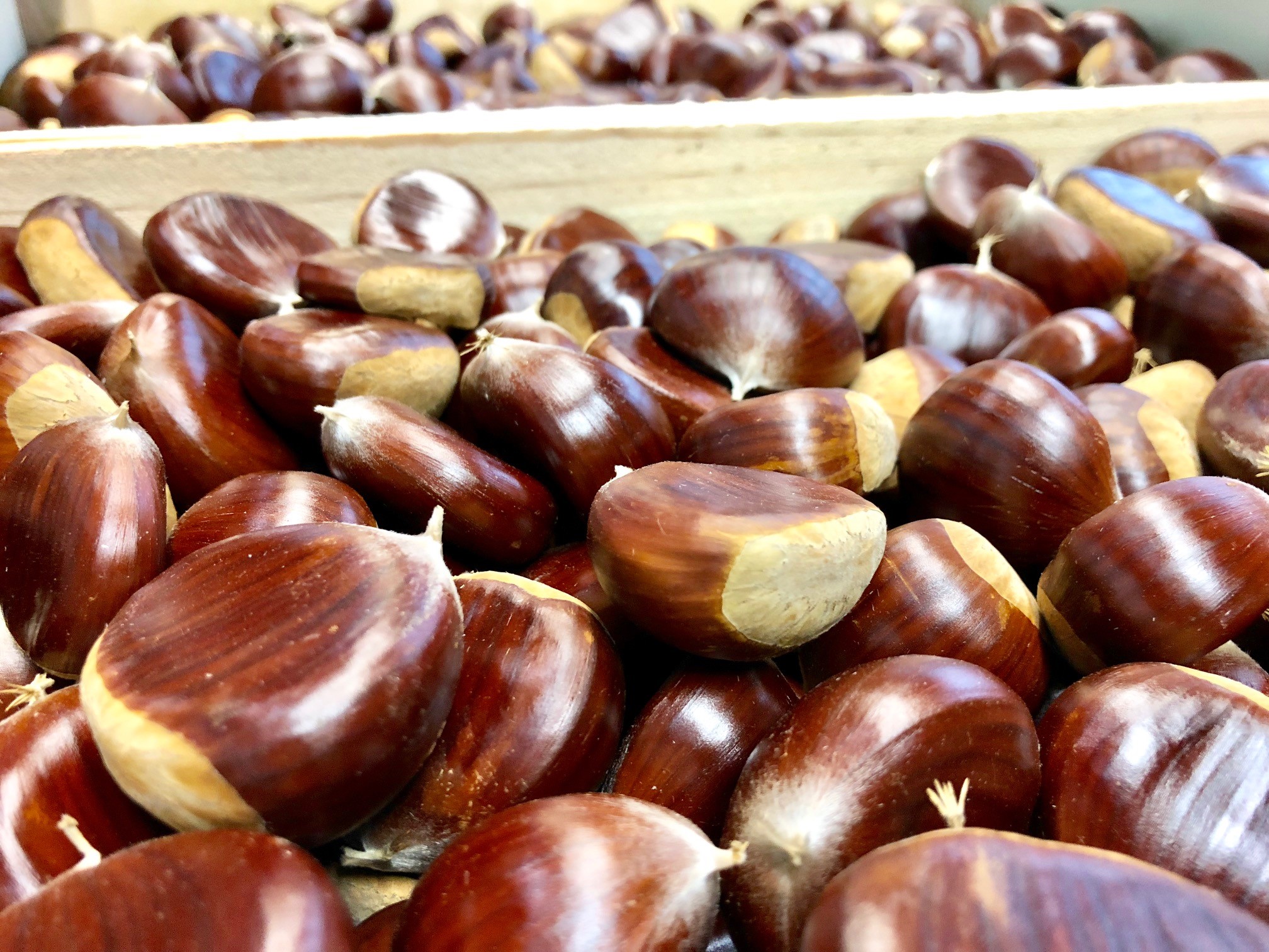 Kastanien Bouche de de Betizac aus Frankreich