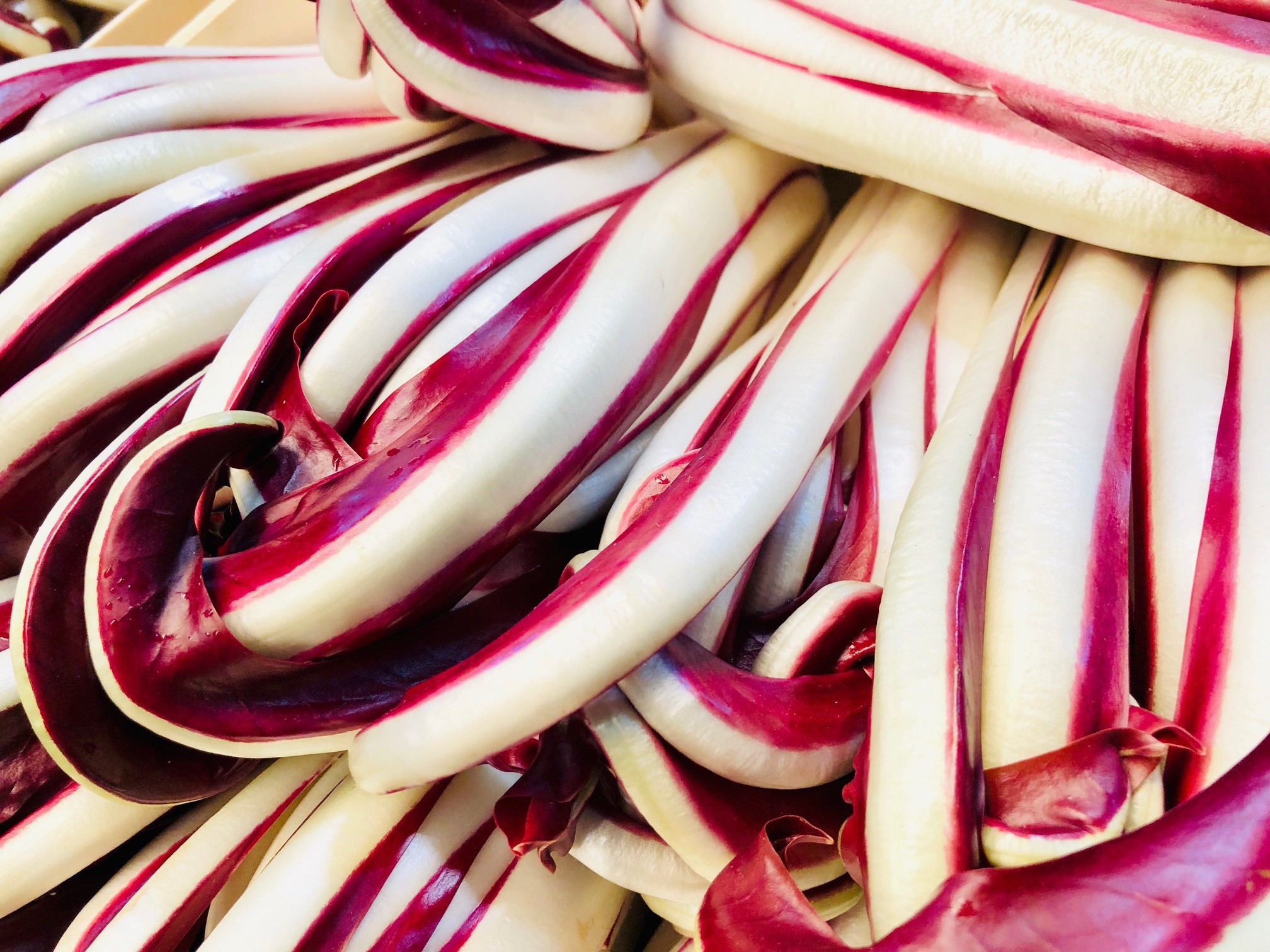 Lovely Tardivo aus dem Veneto