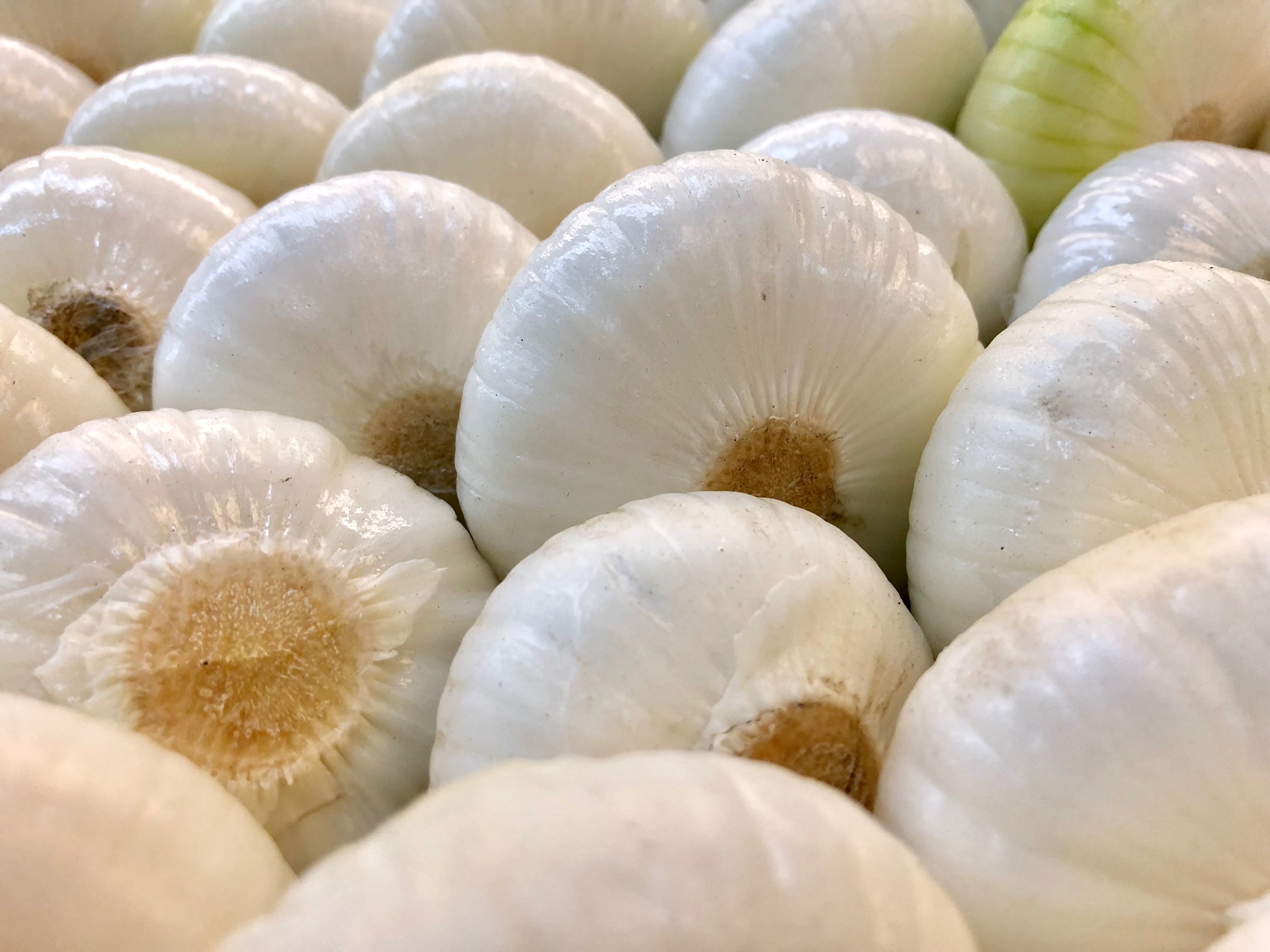 Cipolle Borettane aus Italien.