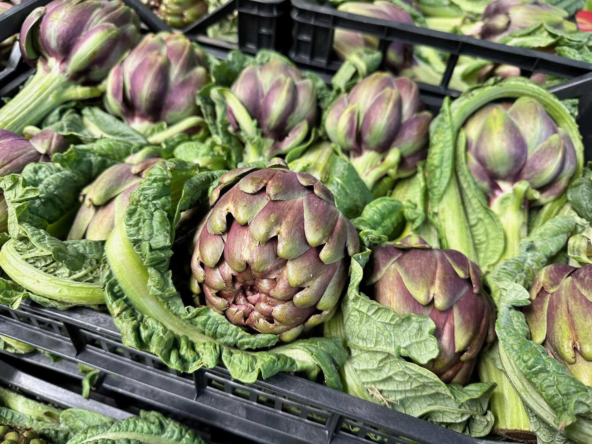 Carciofi Romanesco aus Sardinien