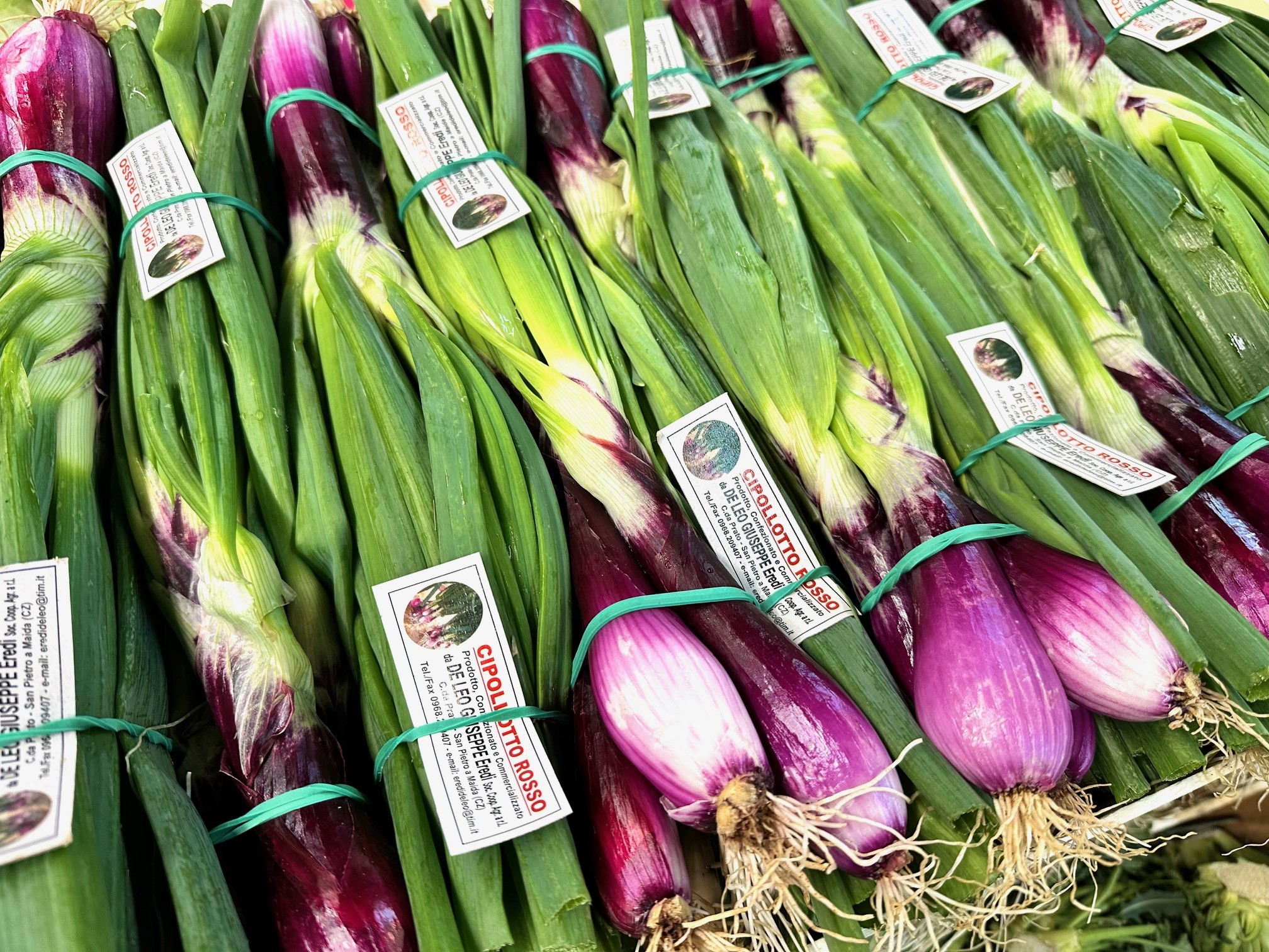 Cipollotti Rossi aus Kalabrien