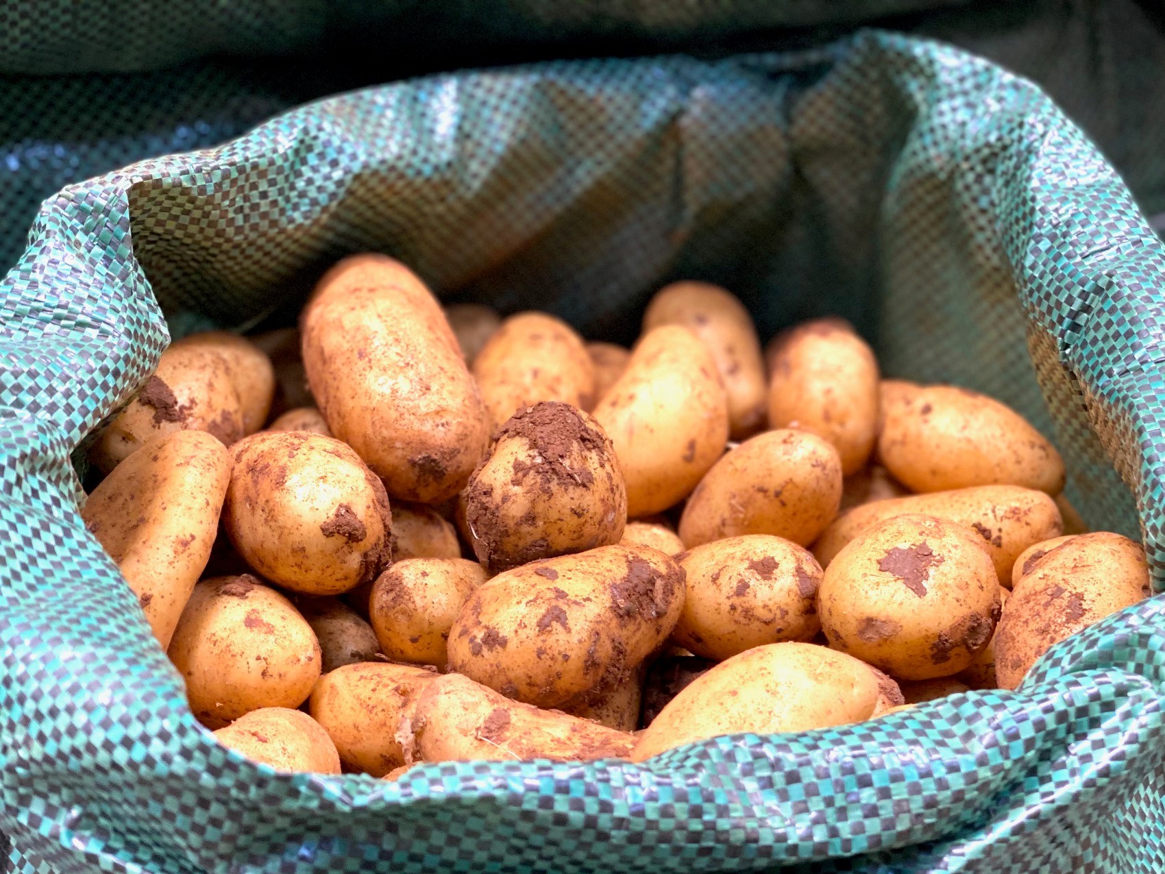 Annabelle-Kartoffeln aus Zypern inklusive blutroter Erde vom Eiland.