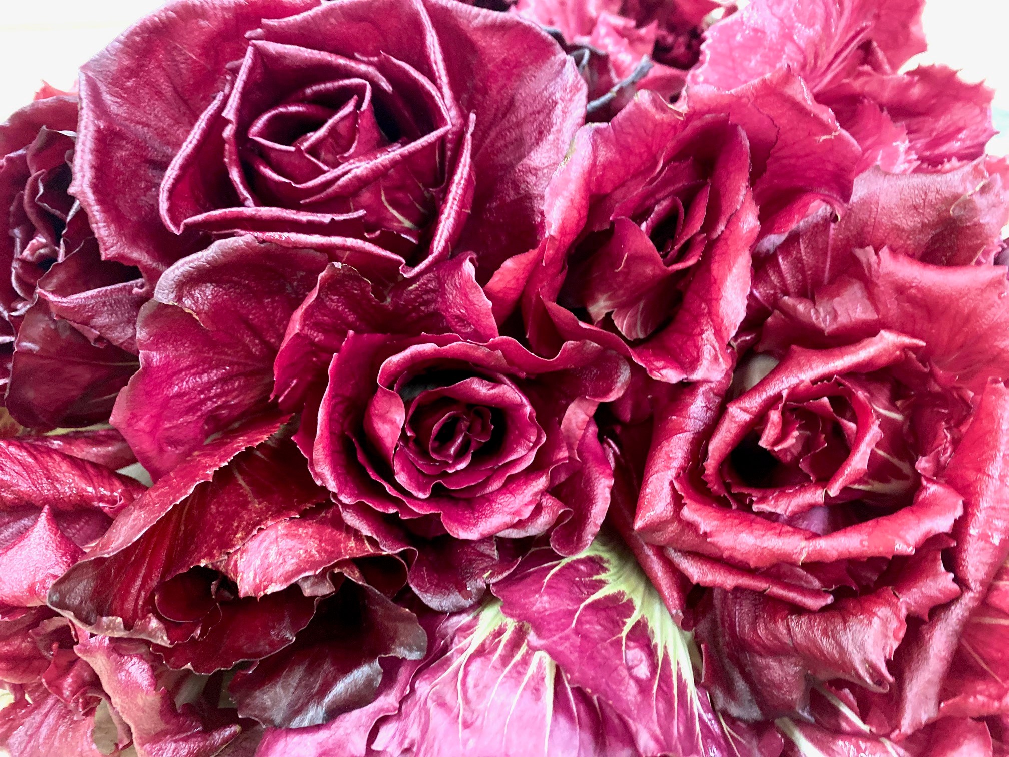 Schöner geht's kaum. Radicchio Rosa di Gorizia.