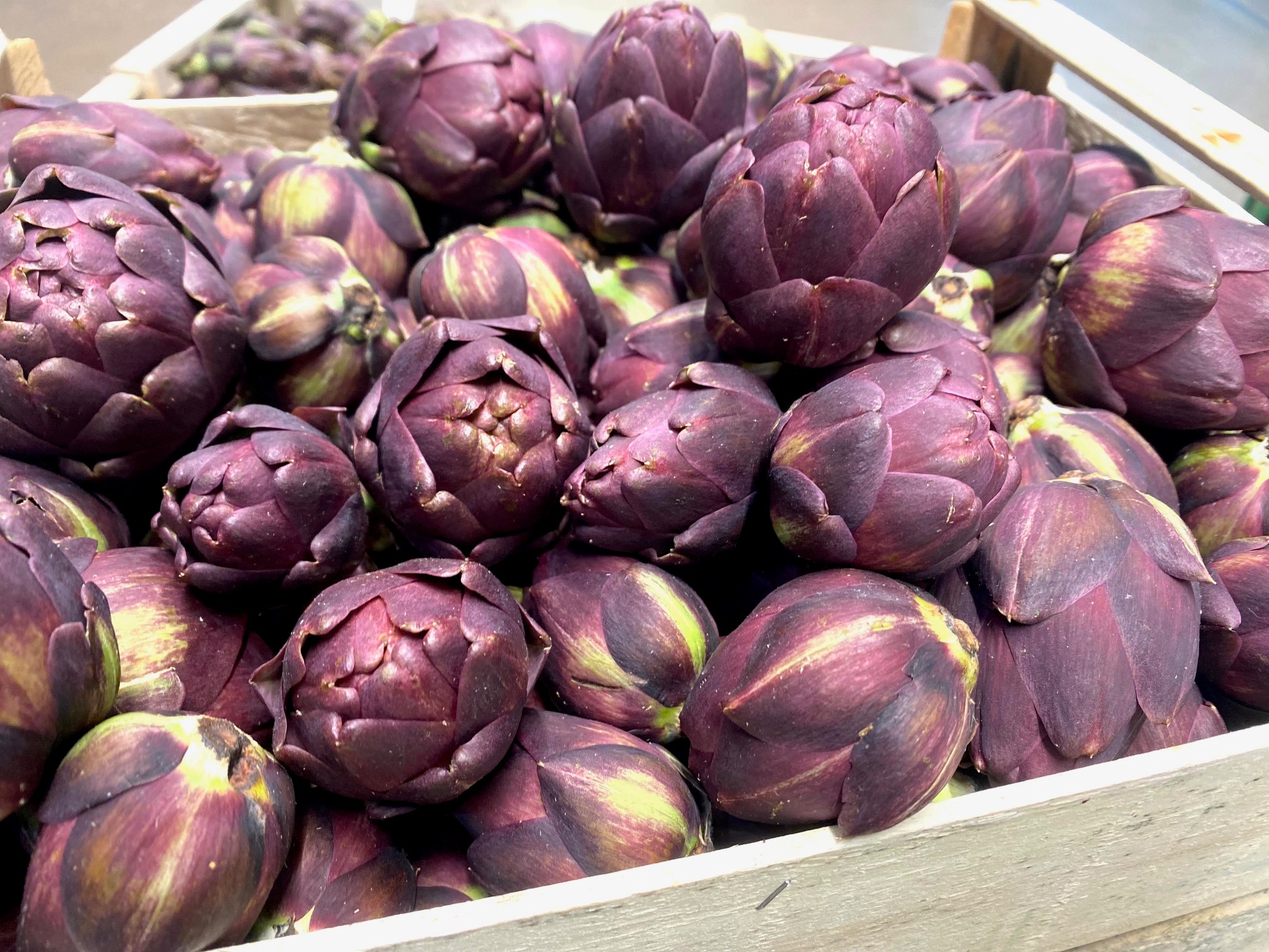 Endlich wieder da. Frische Carciofini aus Italien.