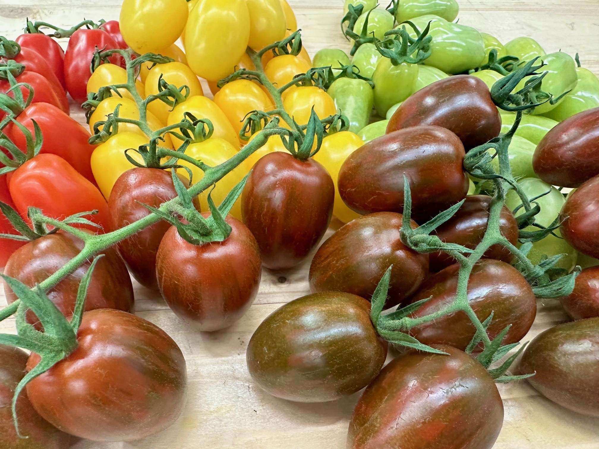 Farbige Datteri aus Bella Italia.