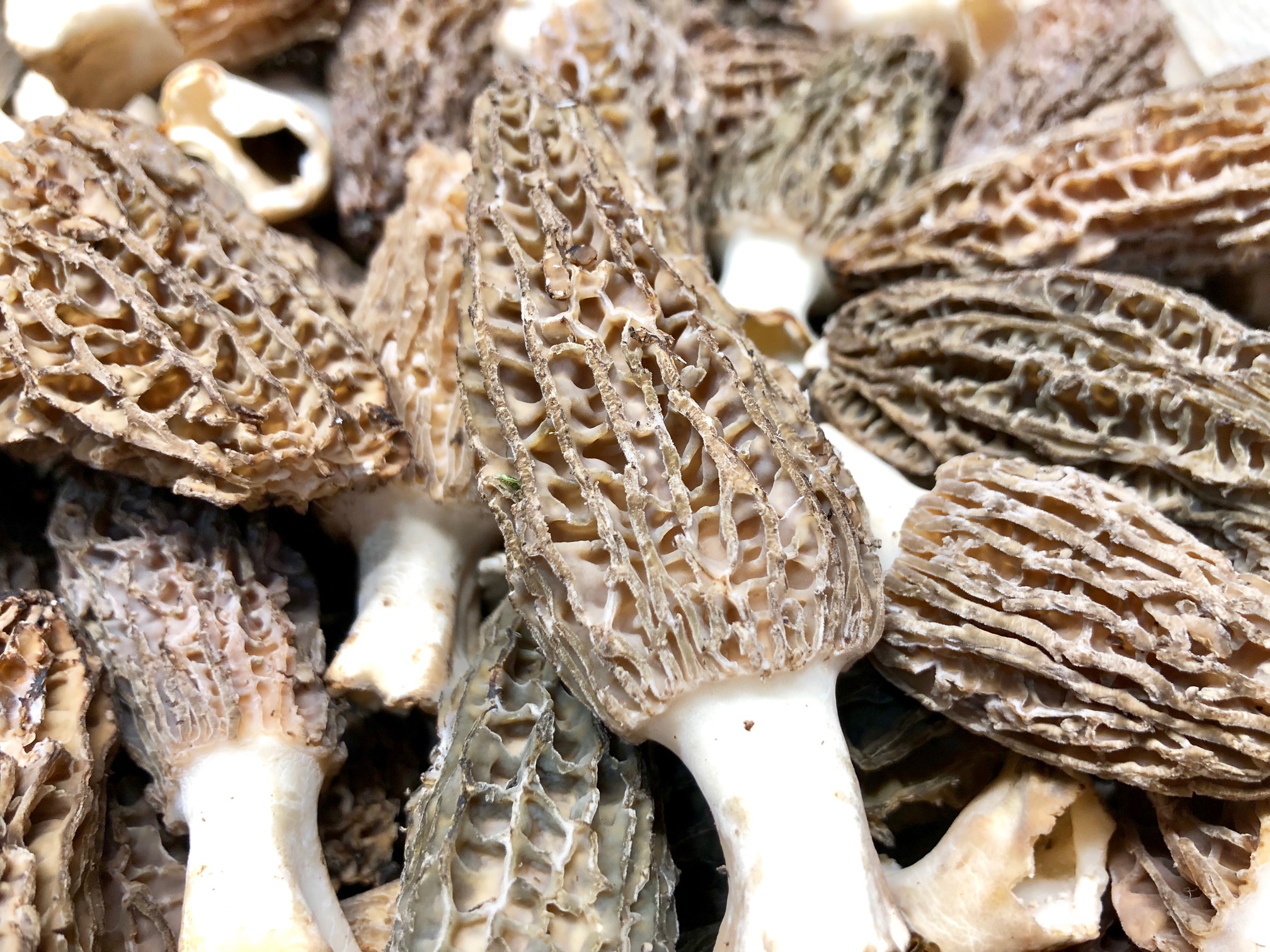 Zucht-Morcheln aus China.