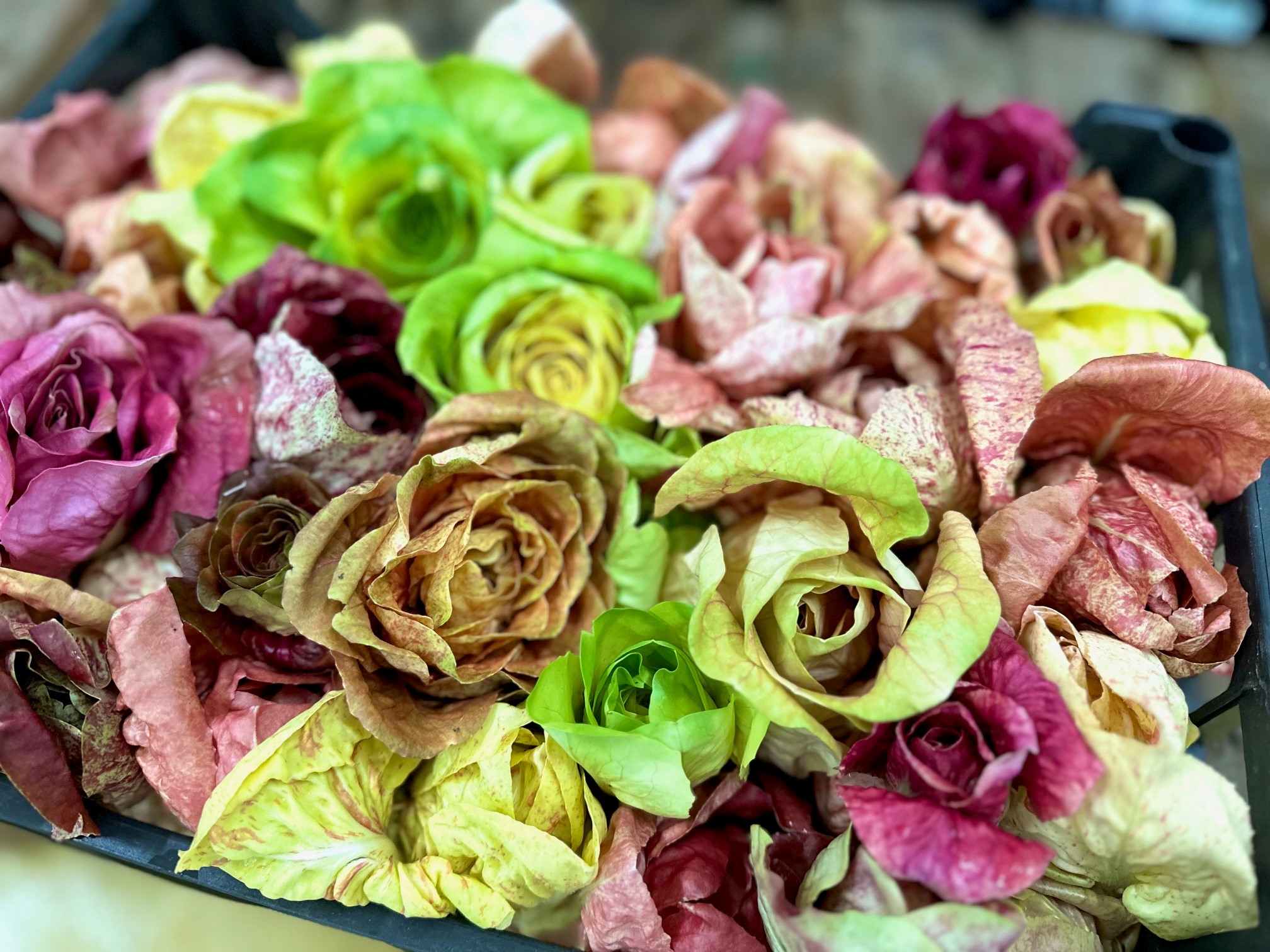 Röschis bittere Wunderkiste