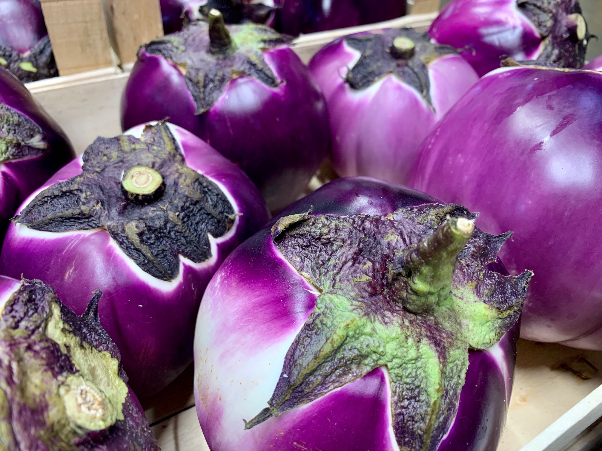 Bombige Tonda-Auberginen aus Italien.