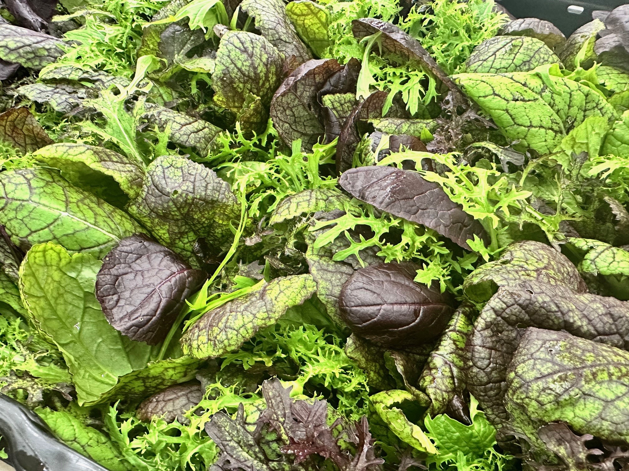 Der erste Schweizer Salat der Saison. Kämpfs Asia-Mix.