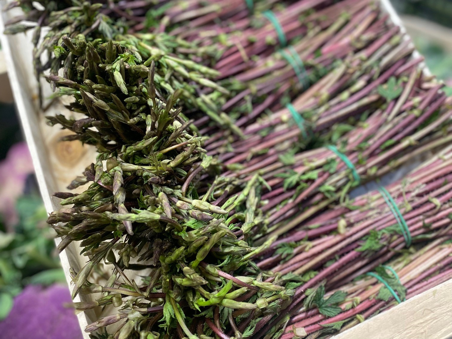 Luppolo aus Bella Italia