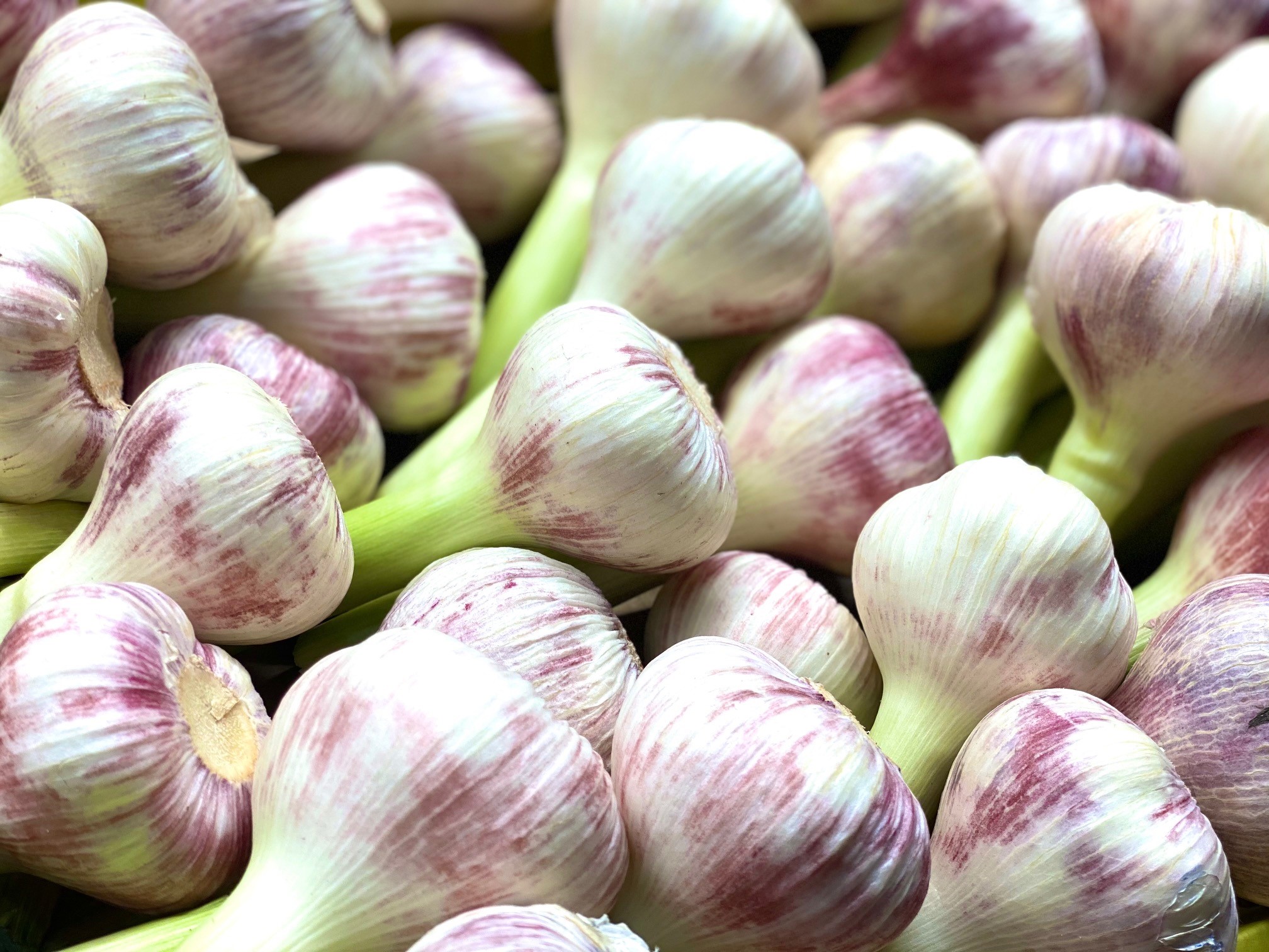 Junger Knoblauch vom Nildelta.