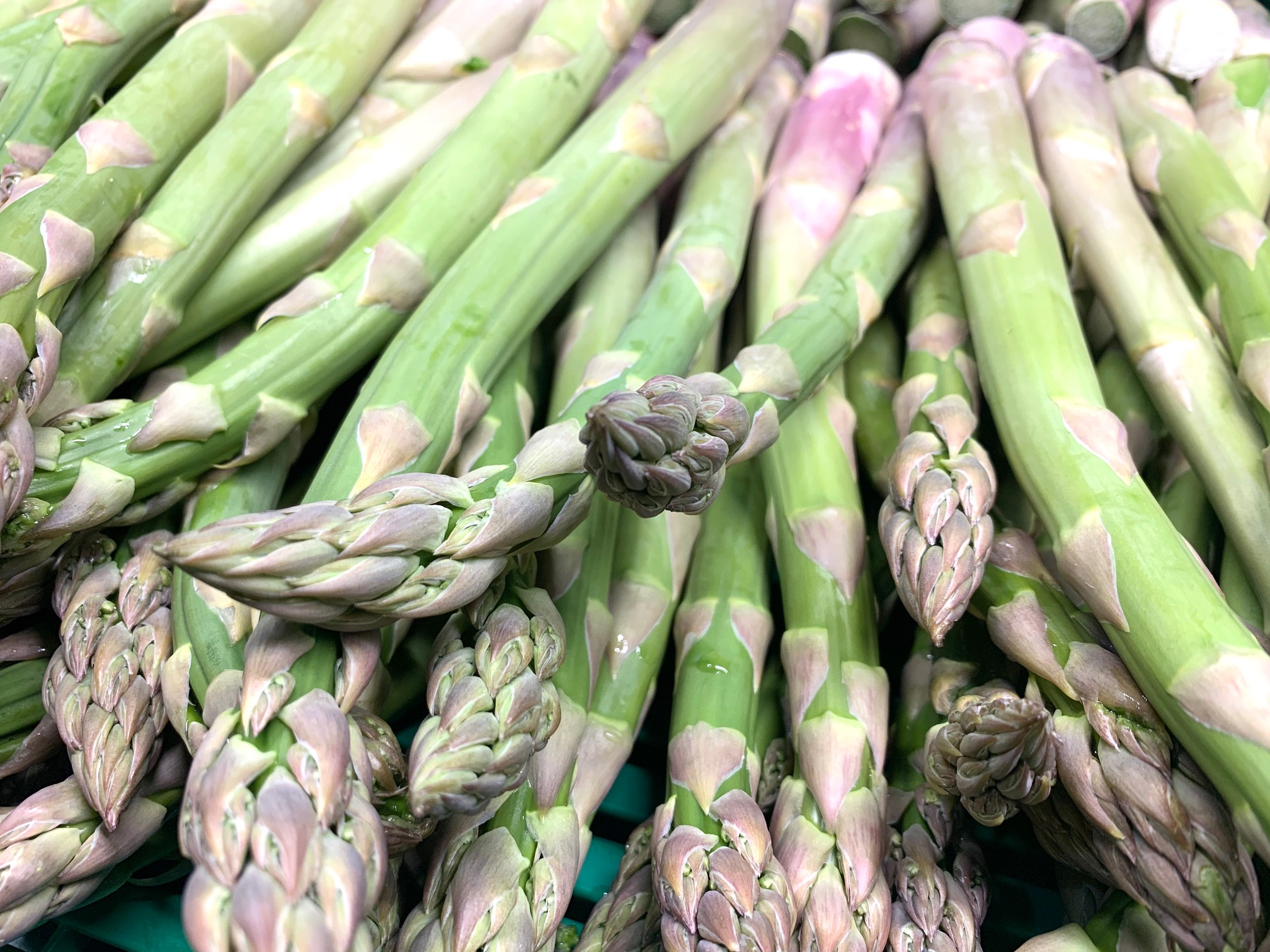 Dani vom Enikerhof aus unserem FARM-Netzwerk Grünspargel, unser Sorgenkind der Woche.