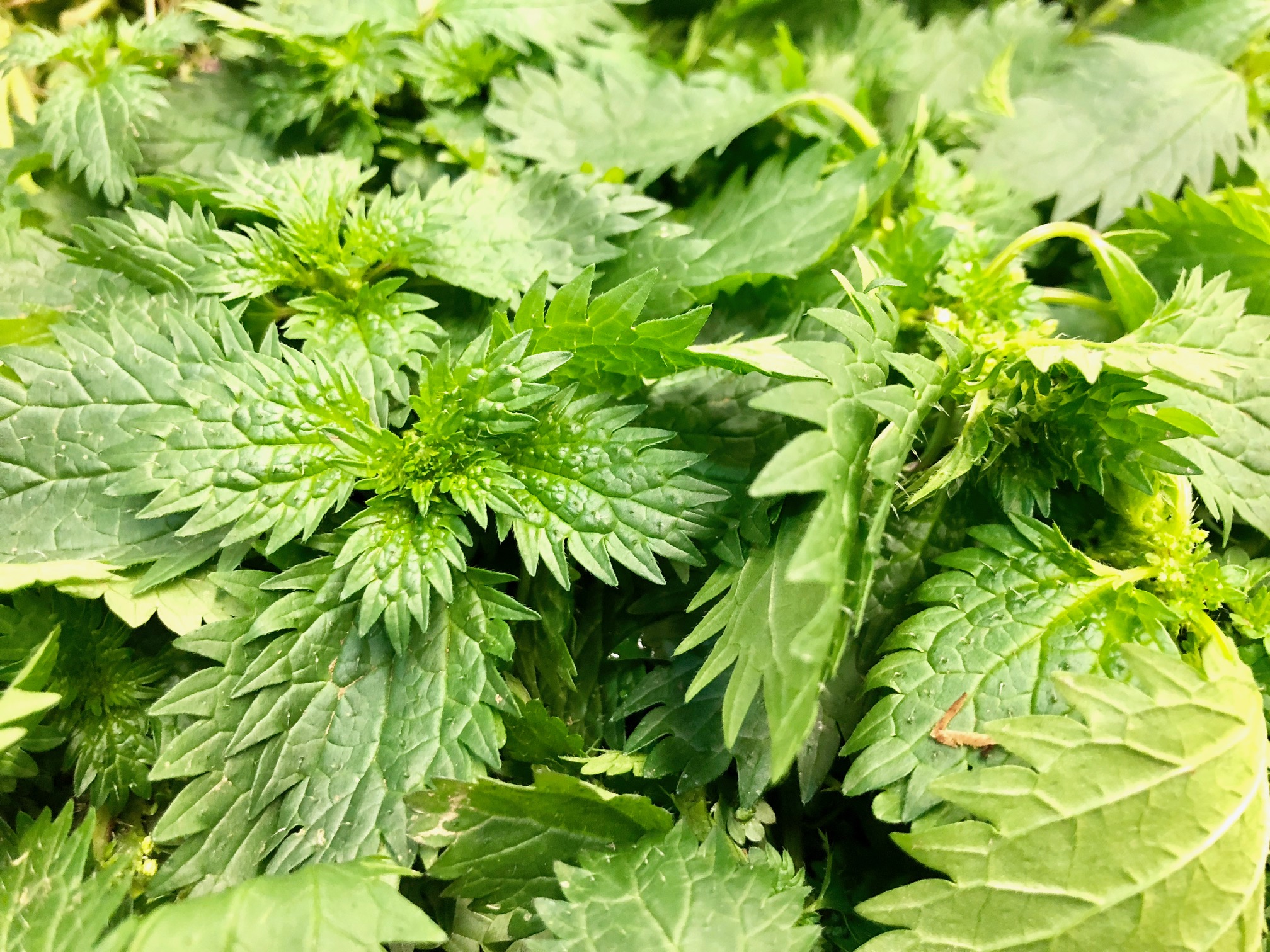 Aargauer Brennnessel aus unserem FARM-Netzwerk.