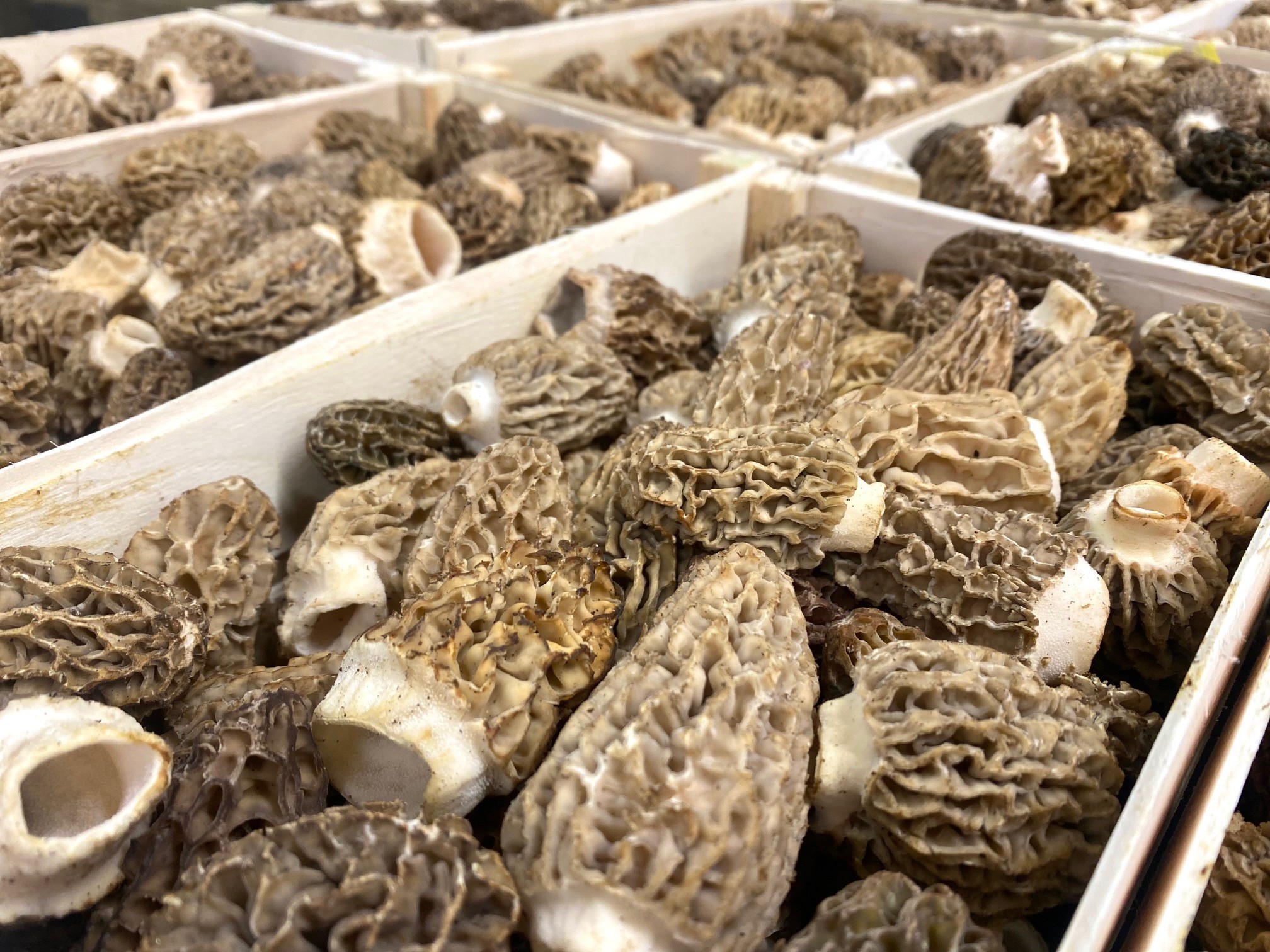 Morcheln aus der Türkei oder China