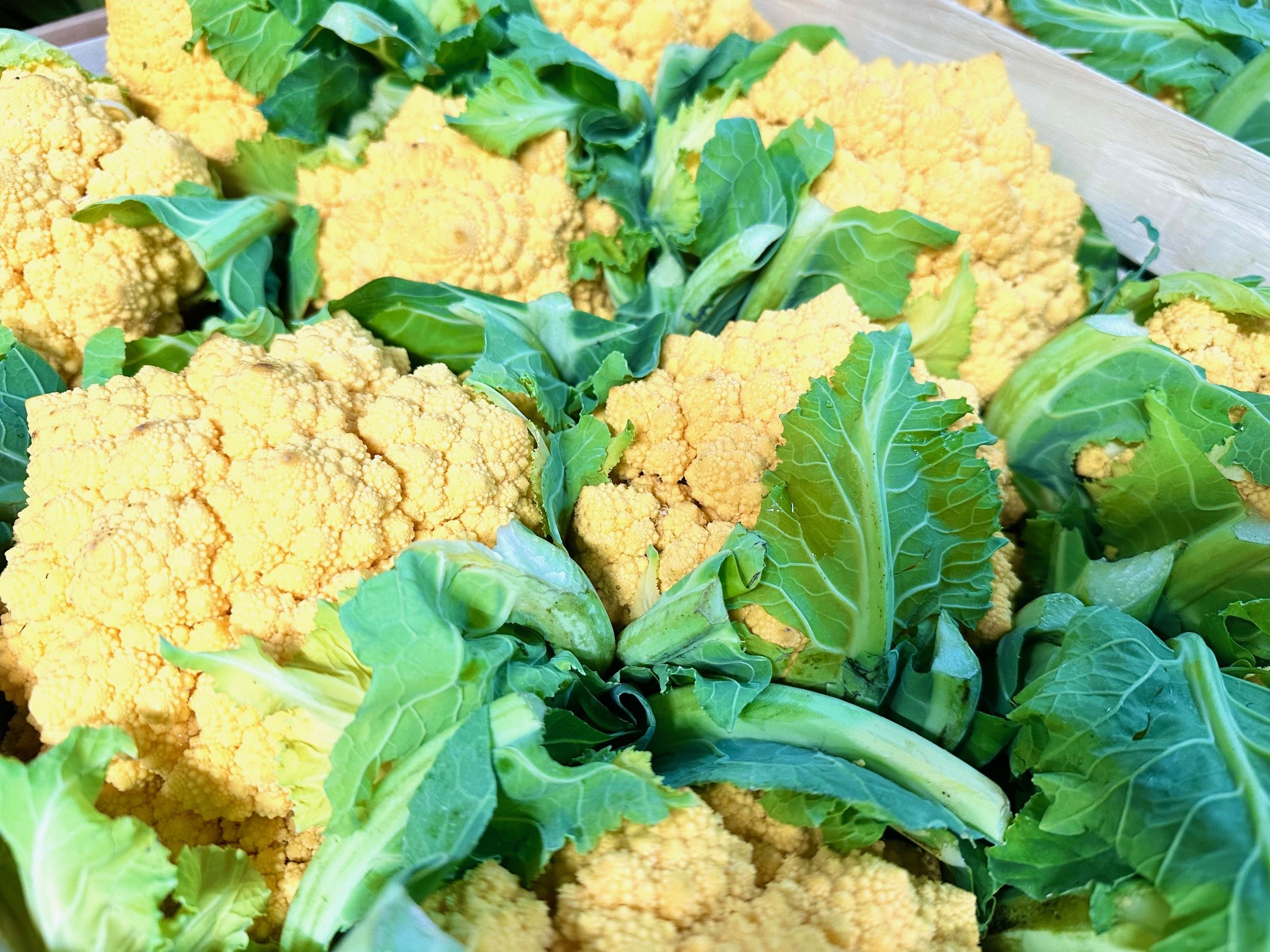 Gelber Romanesco aus Italien.