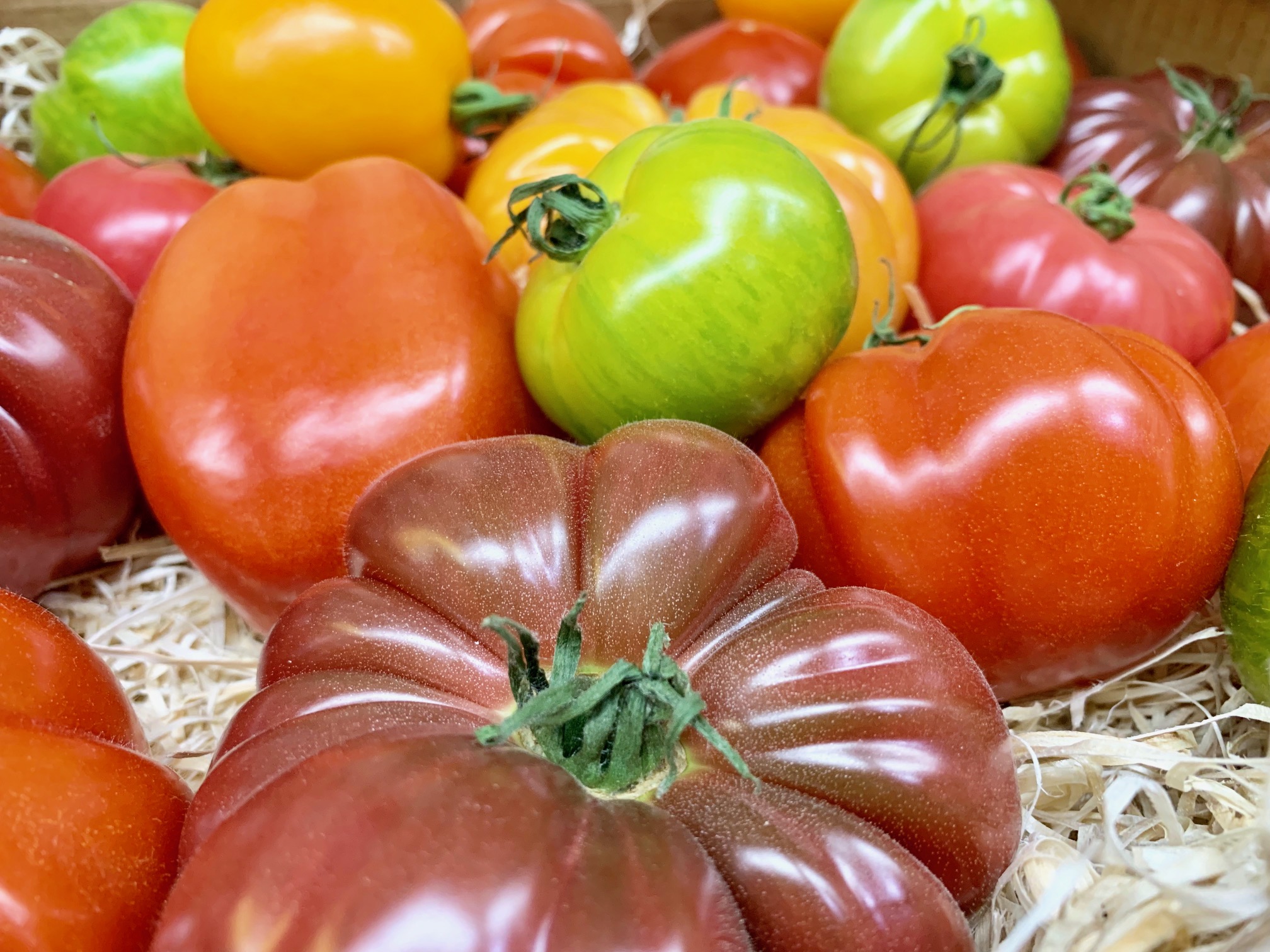 Noch bis Ende April verfügbar. Französische Tomaten.