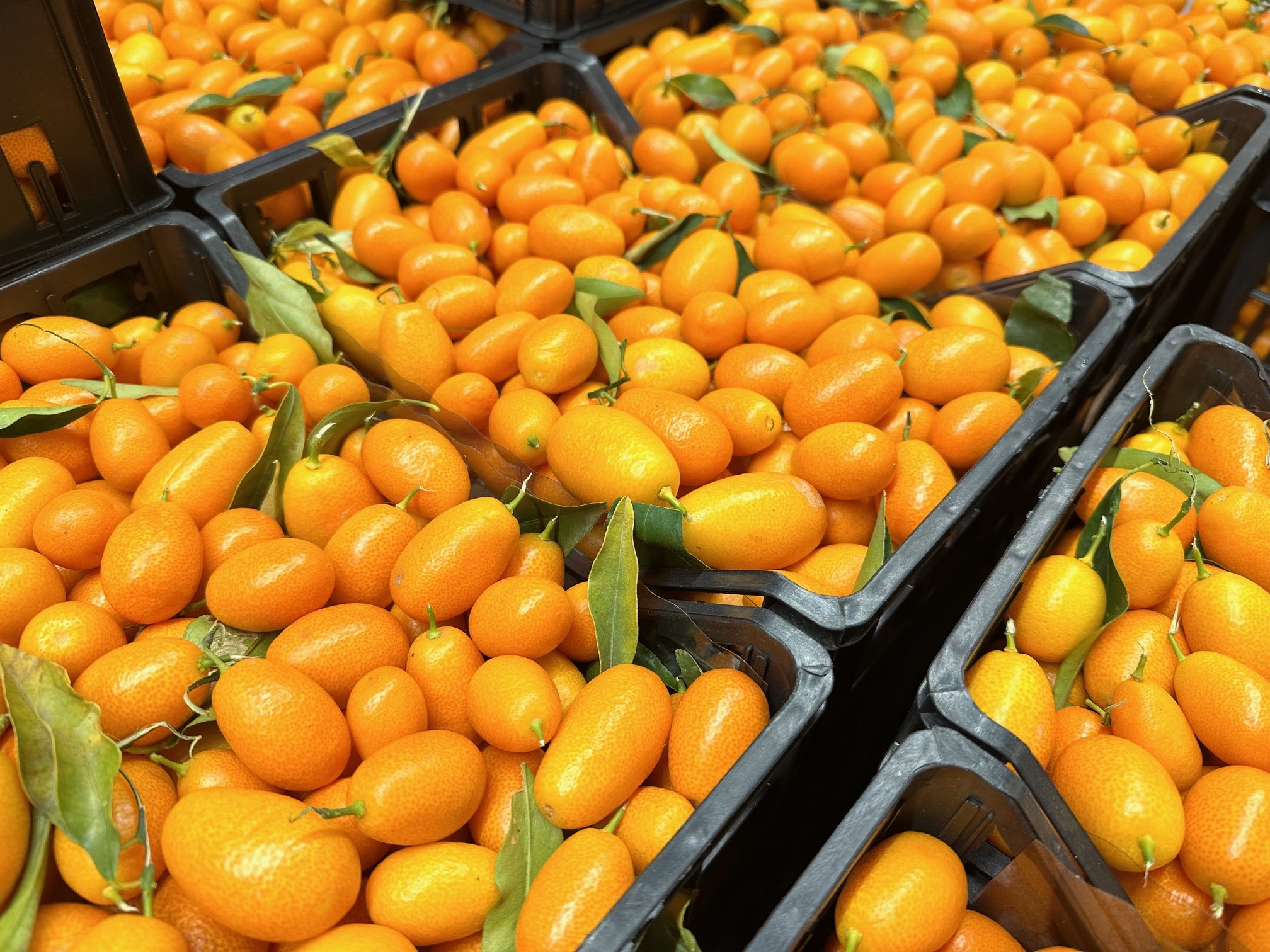 Kumquats aus Italien