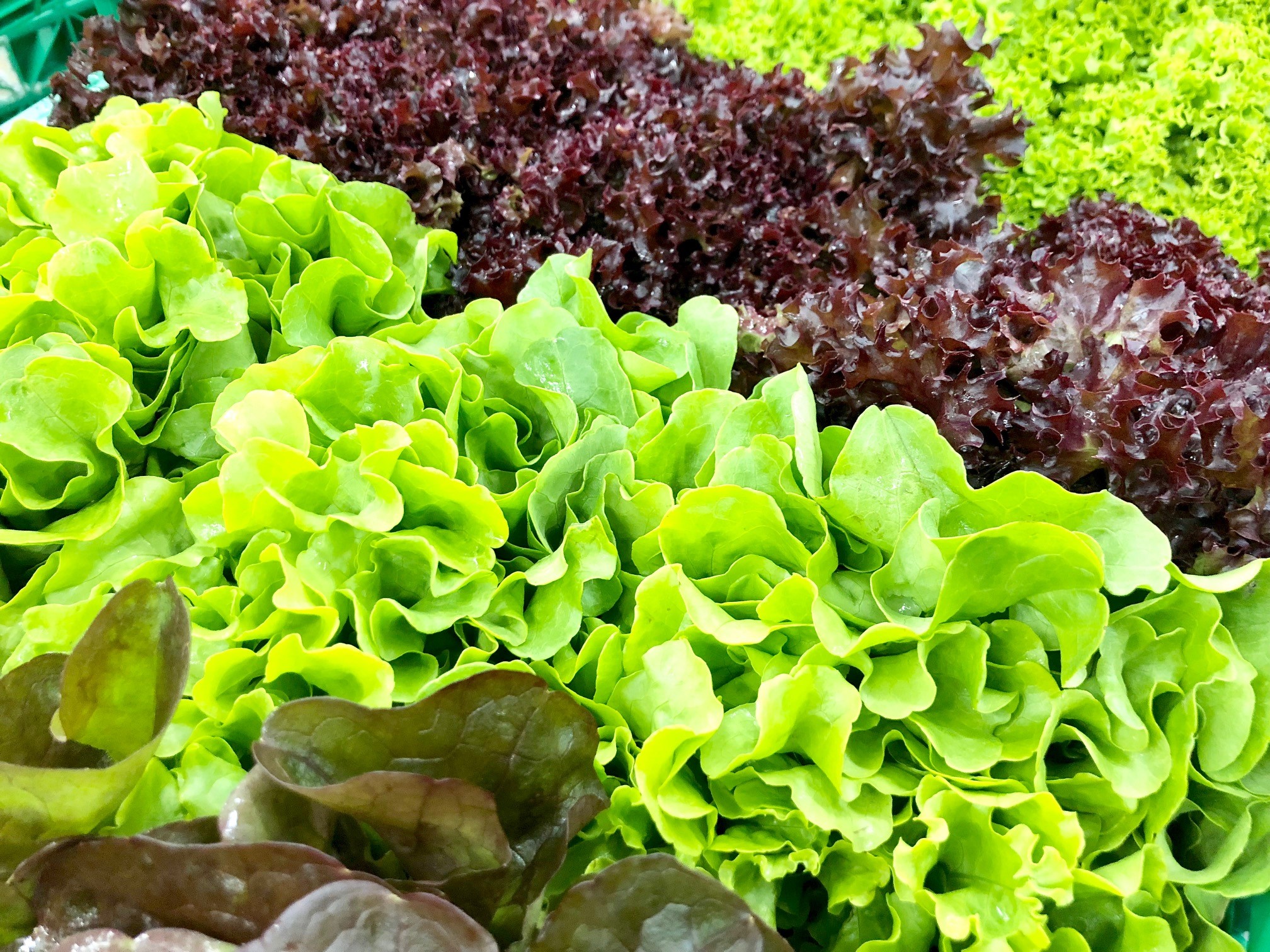 Frische Blattsalate. Unser saisonales Sorgenkind.