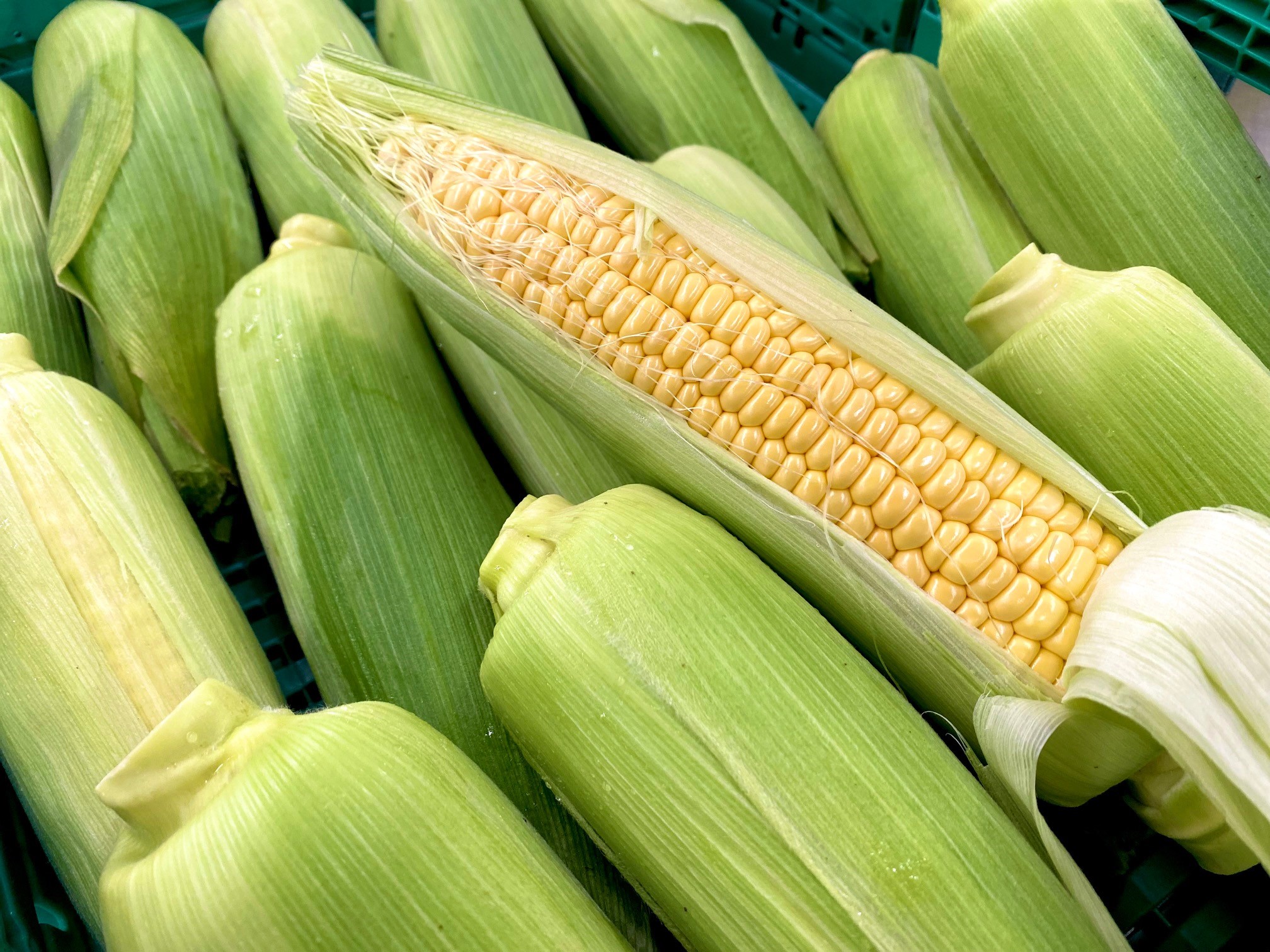 Maiskolben von der Familie Huber
