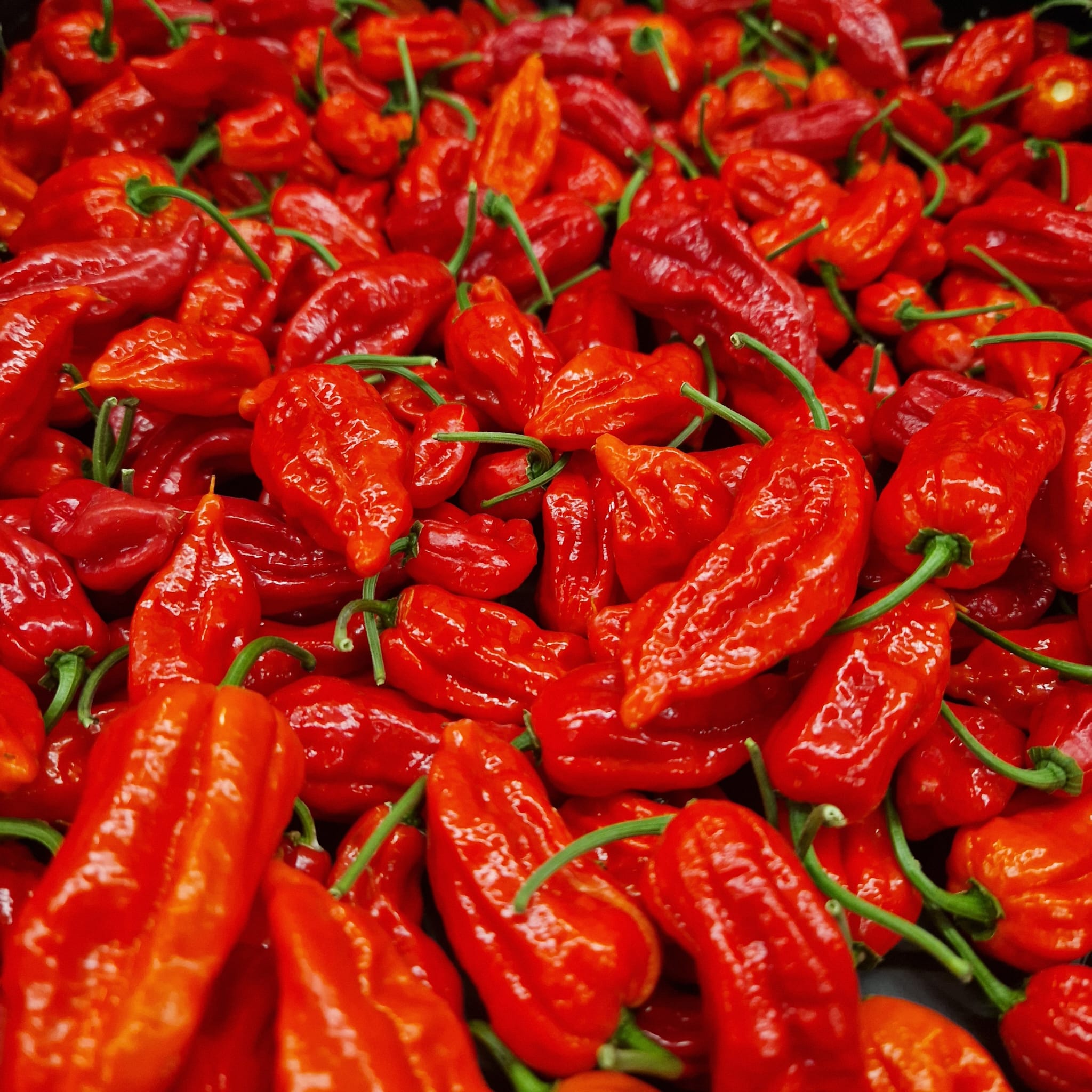 Chillies aus der Umgebung